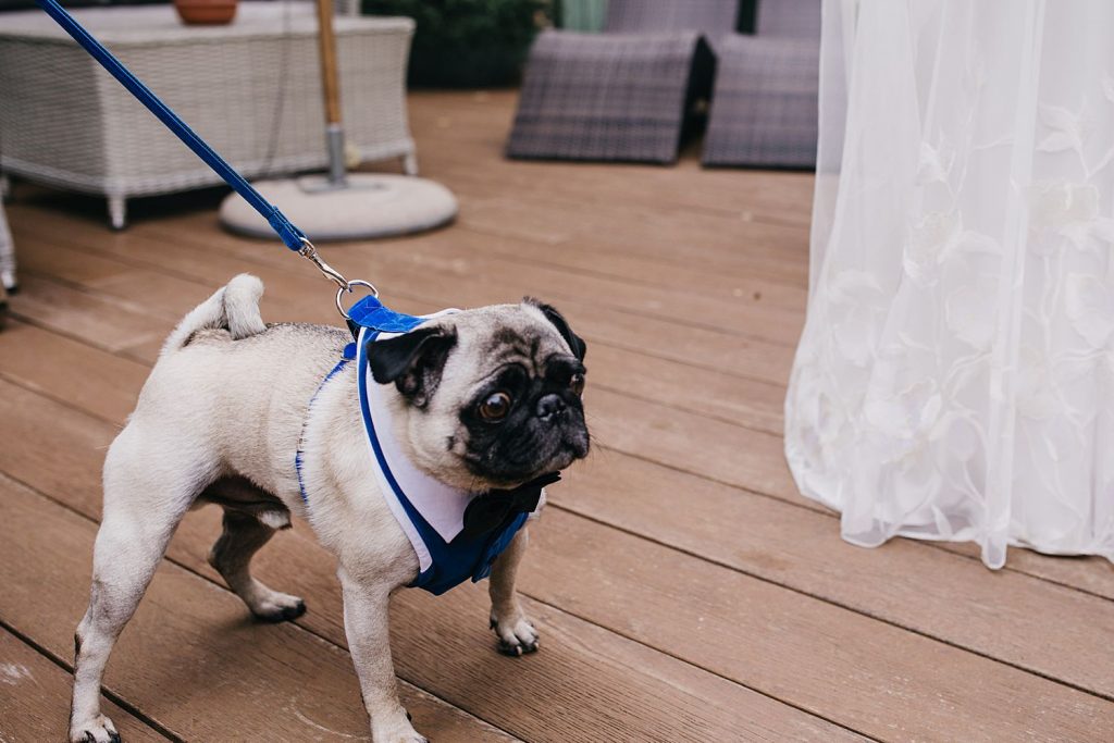 pug at wedding